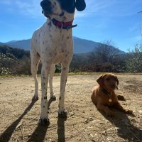 tess&pepper